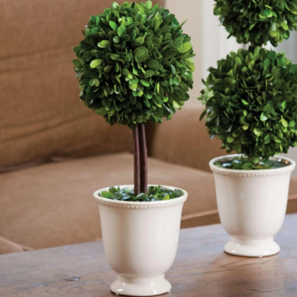 Boxwood Topiary in Beaded White Pot - Florals & Greenery - The Well Appointed House