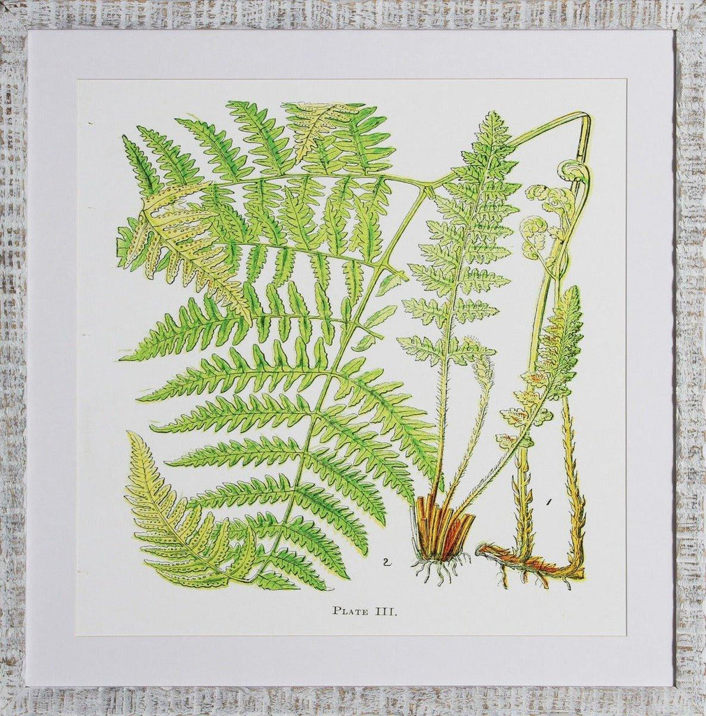 Brilliant Green Fern I Giclee Wall Art - Paintings - The Well Appointed House