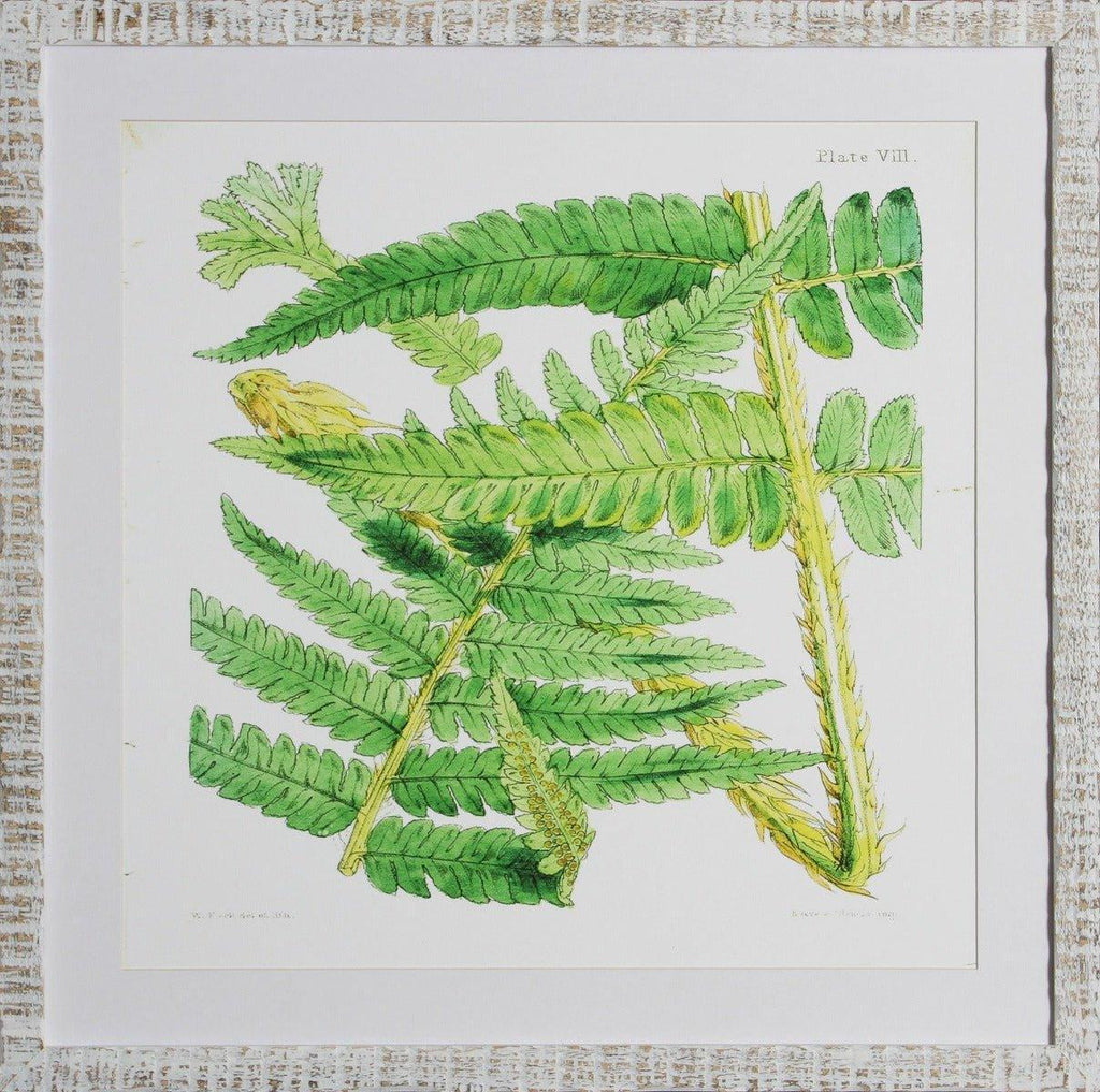 Brilliant Green Fern IV Giclee Wall Art - Paintings - The Well Appointed House