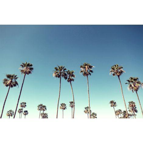 Cali Palms 2 Acrylic Wall Art - Photography - The Well Appointed House