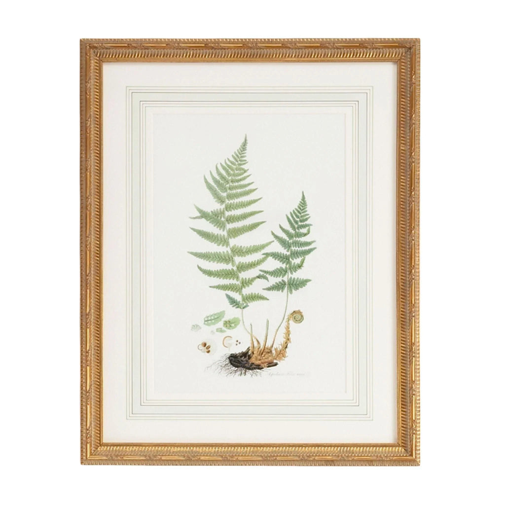 Citrus Ferns II Gold Framed Wall Art - Paintings - The Well Appointed House