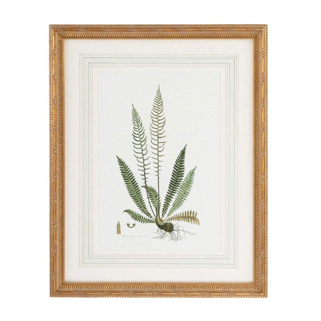 Citrus Ferns III Gold Framed Wall Art - Paintings - The Well Appointed House