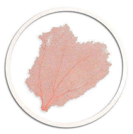 Classic Coastal Sea Fan Beach Wall Art - Framed Objects, Maps & Posters - The Well Appointed House