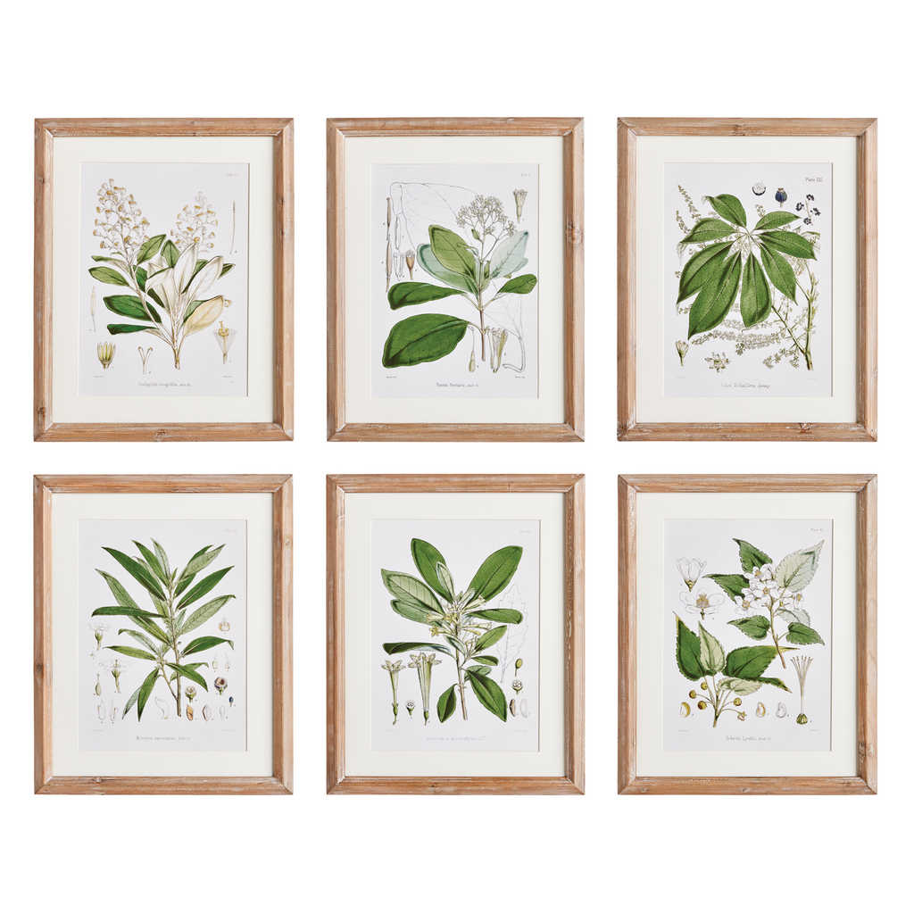 Set of Six Framed Classic Flower & Leaf Study Prints Wall Art - The Well Appointed House
