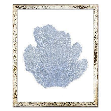 Coastal Sea Fan Framed Nautical Beach Wall Art - 15 x 18 - Available in 18 Colors - Framed Objects, Maps & Posters - The Well Appointed House