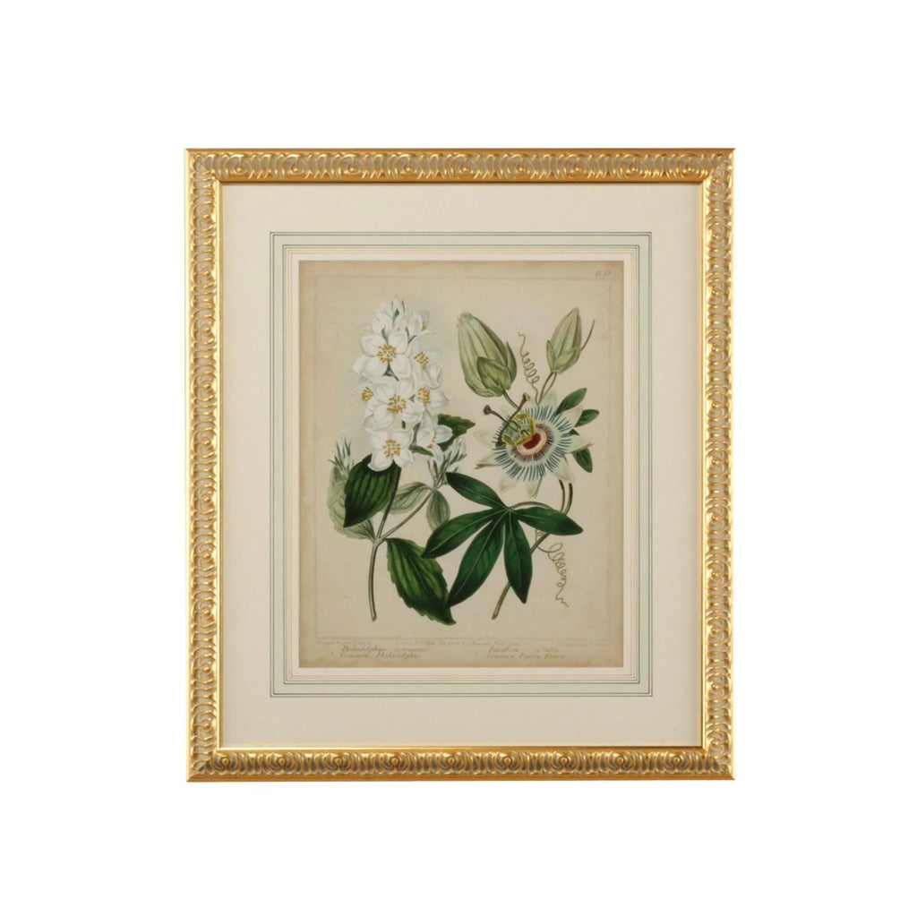 Cottage Botanical Florals II Framed Wall Art - Paintings - The Well Appointed House