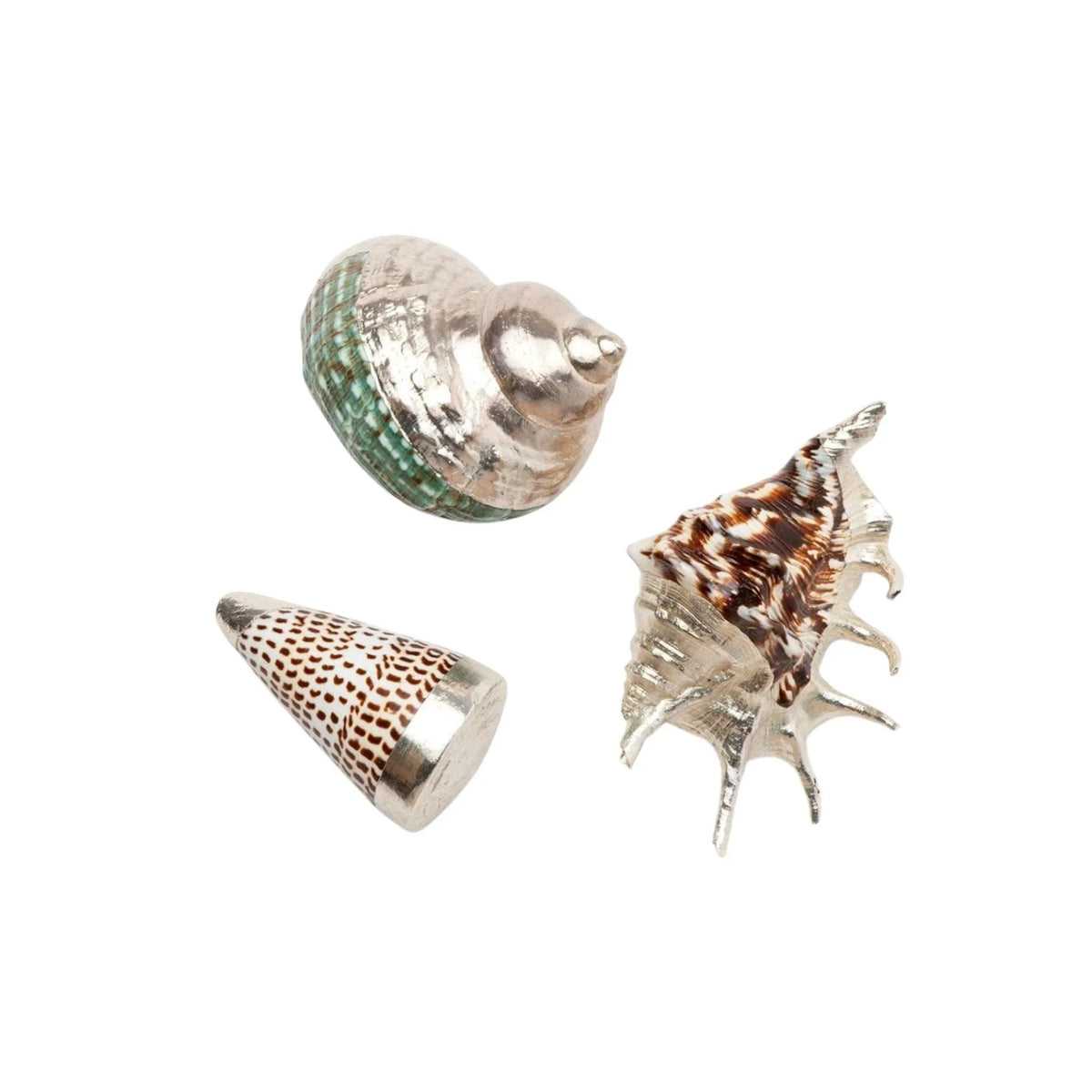 Decorative Assortment of Mixed Shells – The Well Appointed House