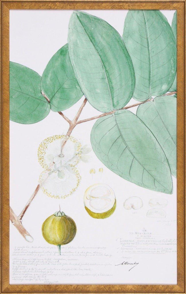 Descubes Fruit I Botanical Lithograph Reproduction Wall Art - Paintings - The Well Appointed House