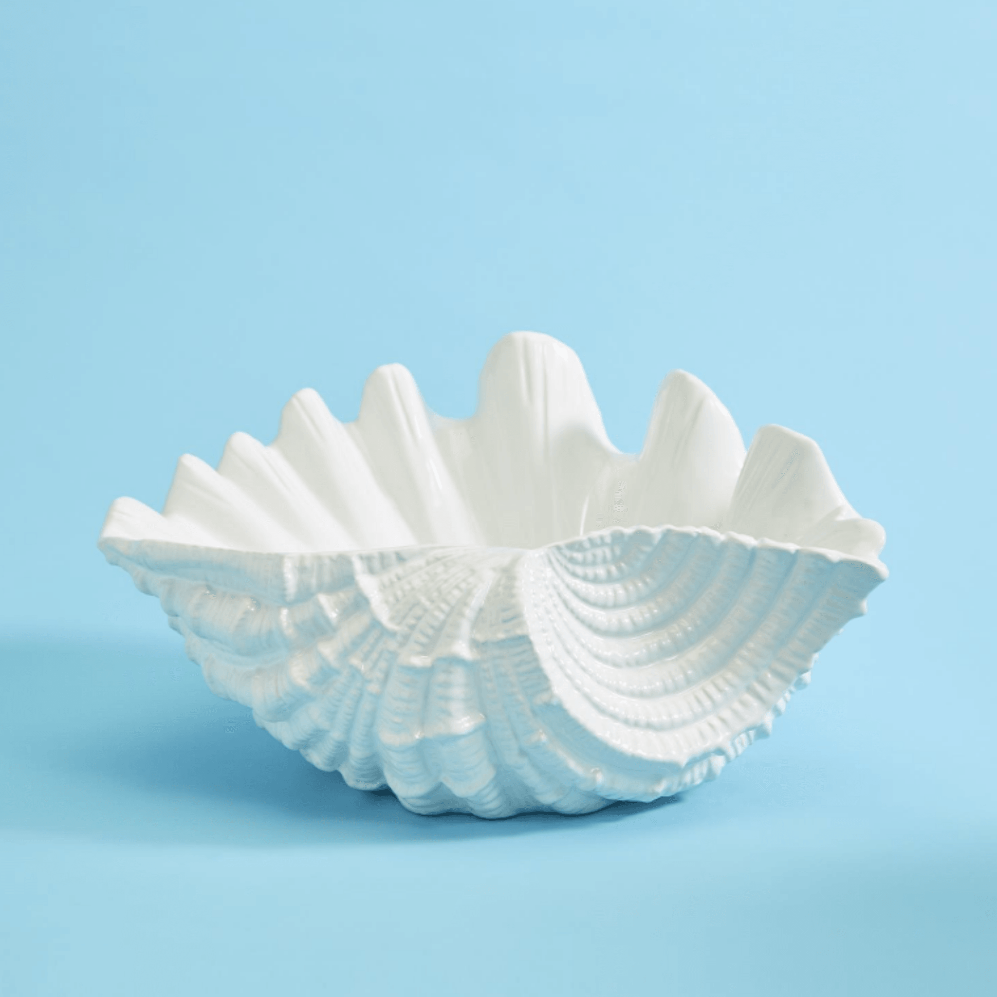 Giant clam discount shell serving bowl