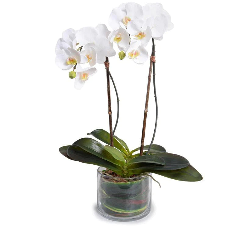 Double Stem White Phalaenopsis Orchid in Glass Bowl - Florals & Greenery - The Well Appointed House