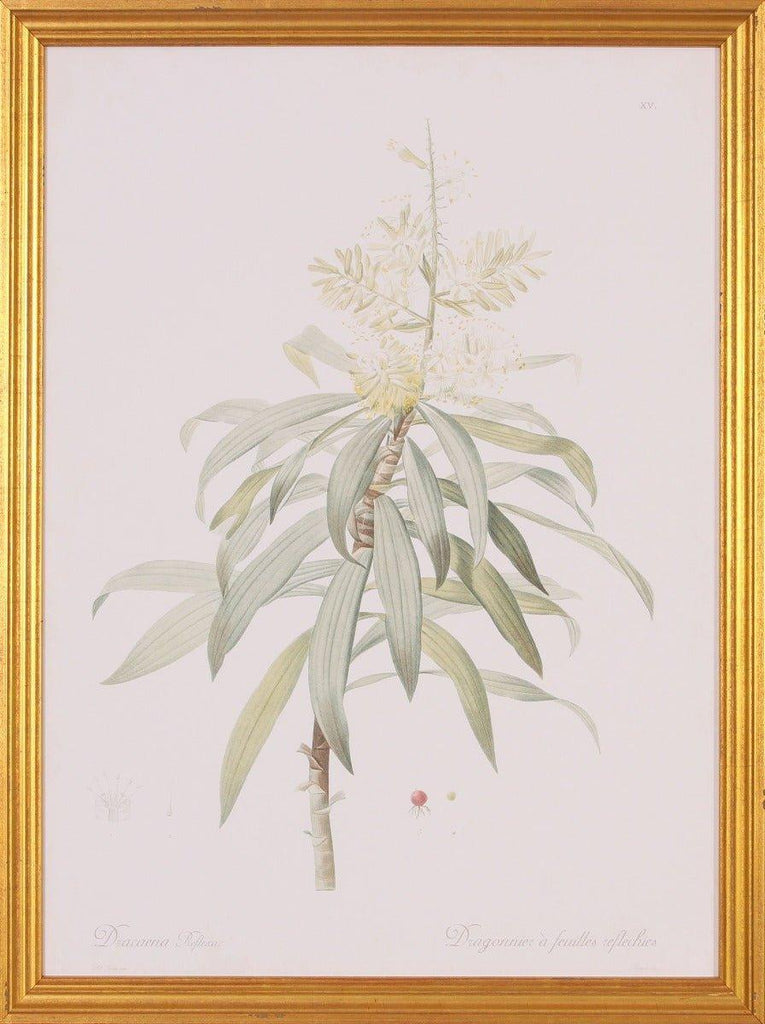 Dracaena Botanical Lithograph Wall Art in Gold Wood Frame - Paintings - The Well Appointed House