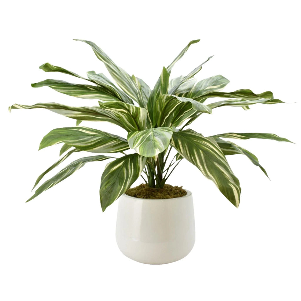 Faux Cordyline Plant in White Glossy Pot - Florals & Greenery - The Well Appointed House
