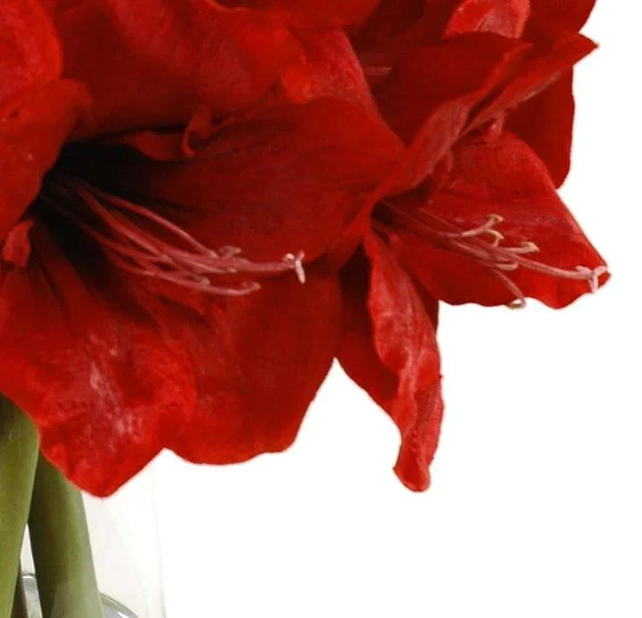 Faux Red Amaryllis Arrangement in Glass Vase - Florals & Greenery - The Well Appointed House