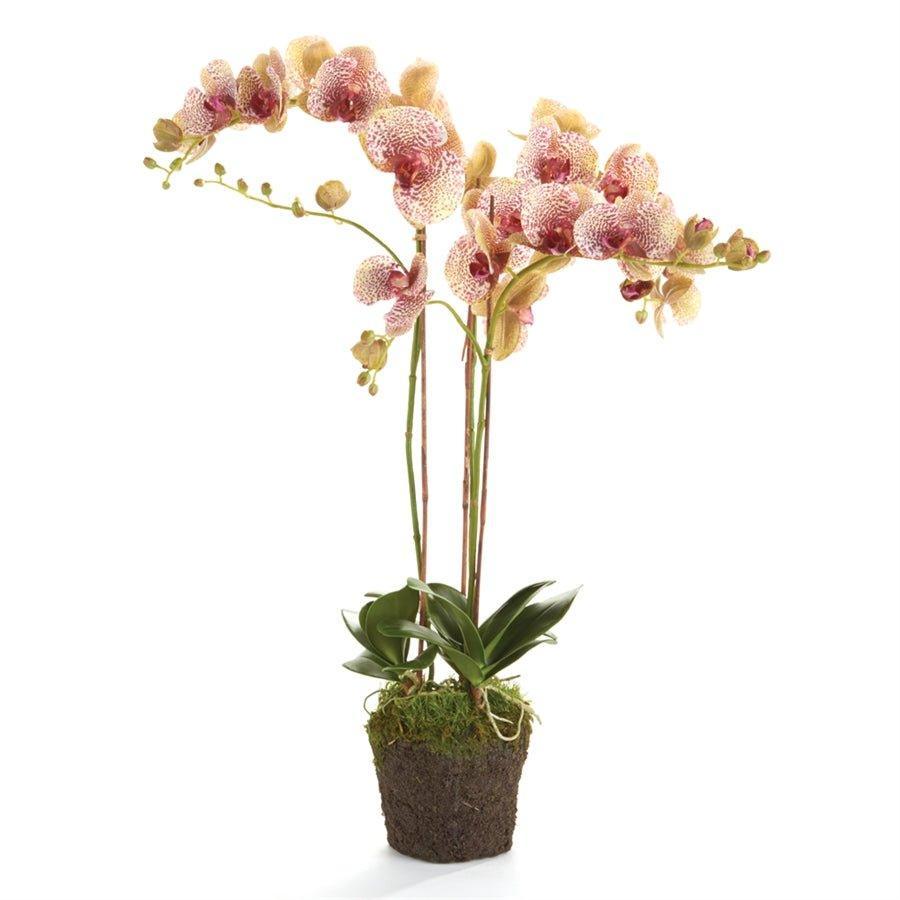 Faux Speckled Pink Phalaenopsis Orchid Drop-in Arrangement - Florals & Greenery - The Well Appointed House
