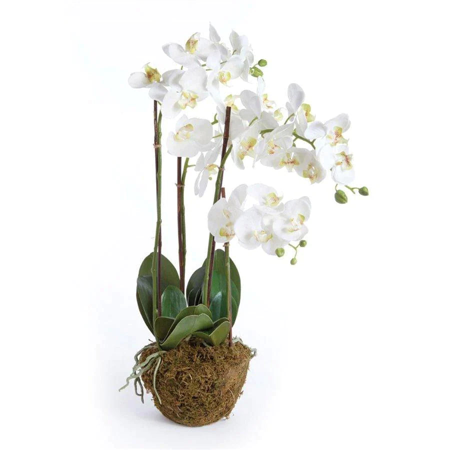 Faux White Phalaenopsis Orchid Drop-in Arrangement - Florals & Greenery - The Well Appointed House