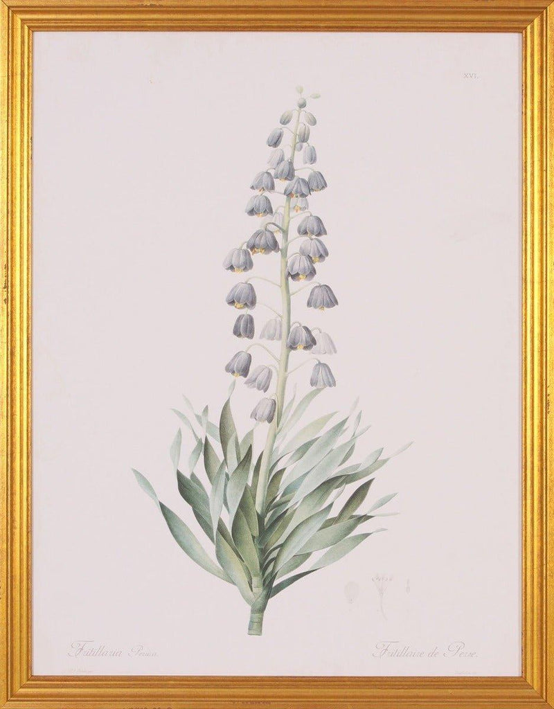 Lavender Fritillaria Botanical Lithograph Wall Art in Gold Wood Frame - Paintings - The Well Appointed House