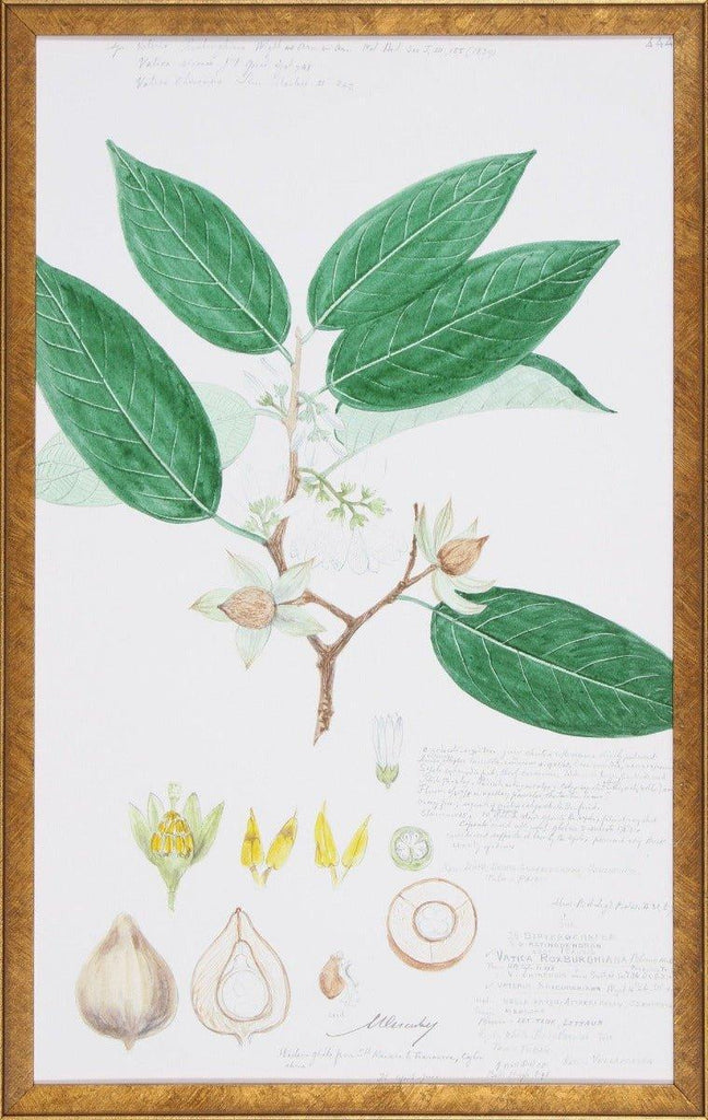 Leaves & Flowers Descubes Fruit IV Botanical Lithograph Reproduction Wall Art - Paintings - The Well Appointed House