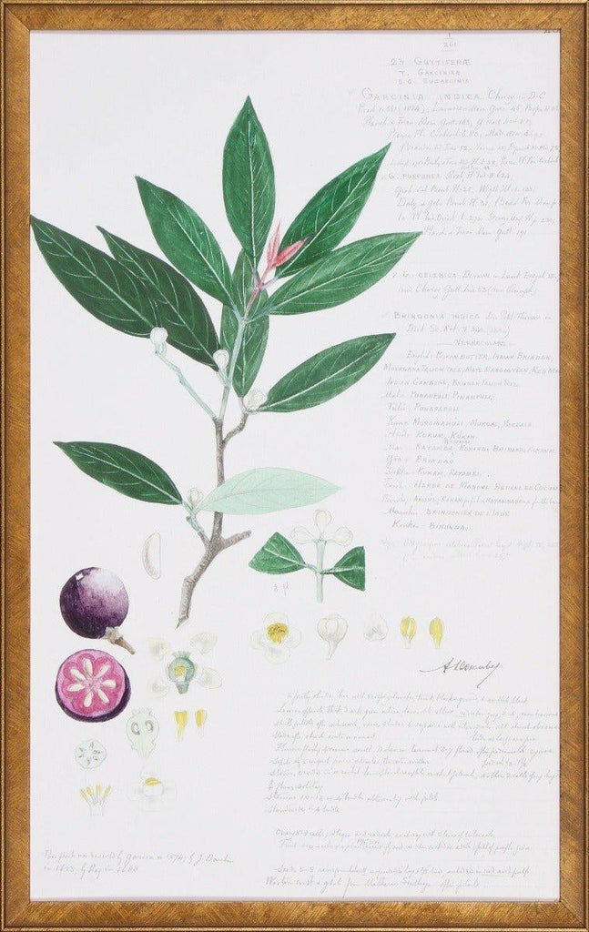 Leaves & Fruit Descubes Fruit II Botanical Lithograph Wall Art - Paintings - The Well Appointed House