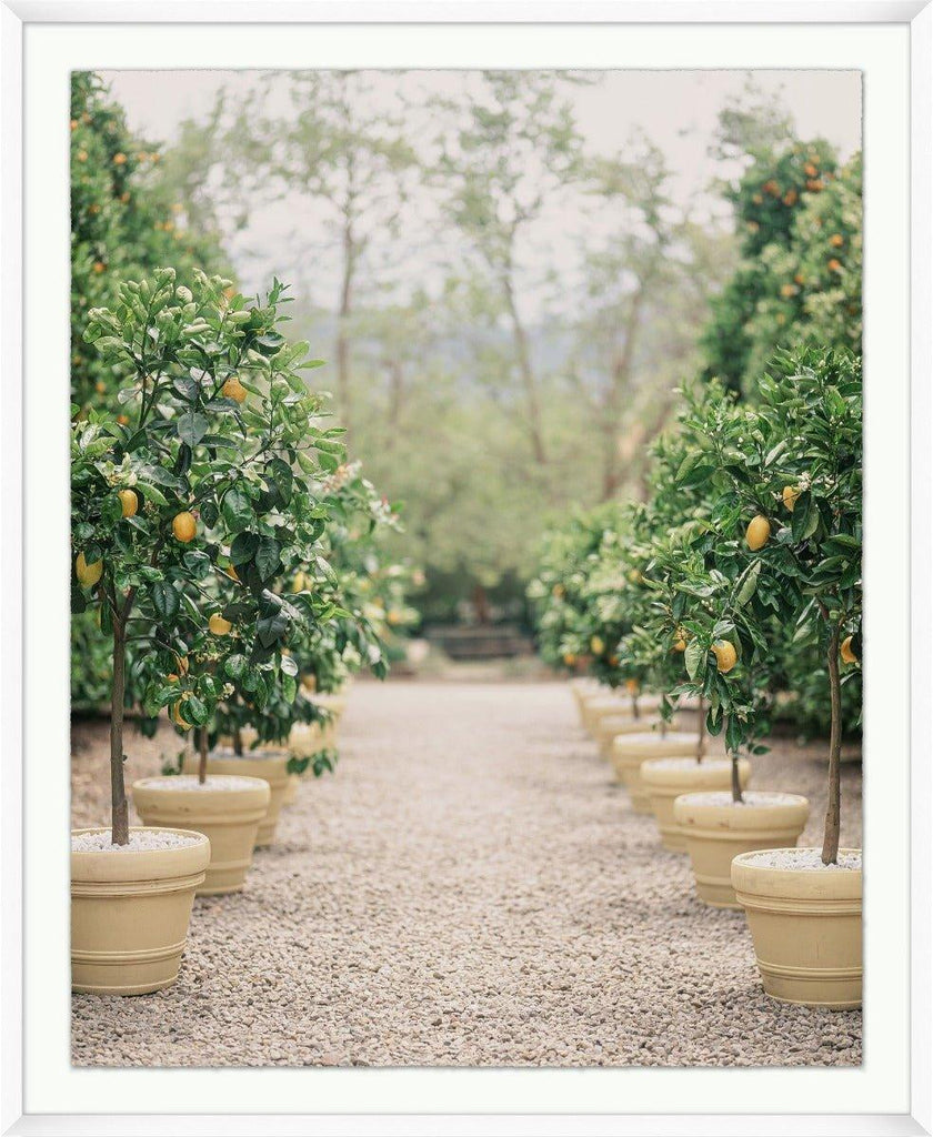 Lemon Tree Path Framed Wall Art - Photography - The Well Appointed House