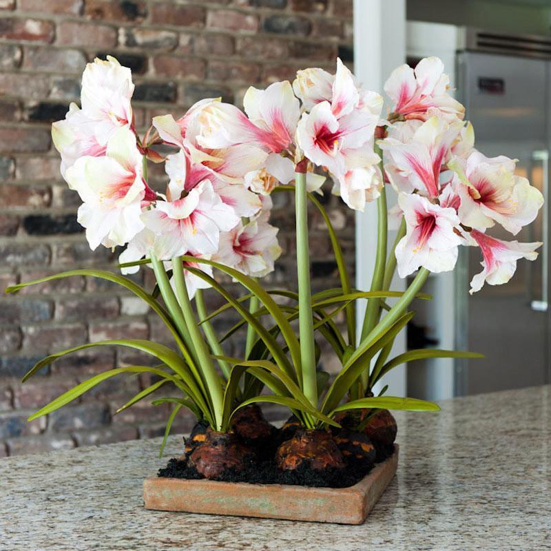 Mauve-White Amaryllis Arrangement in Terracotta Tray - Florals & Greenery - The Well Appointed House