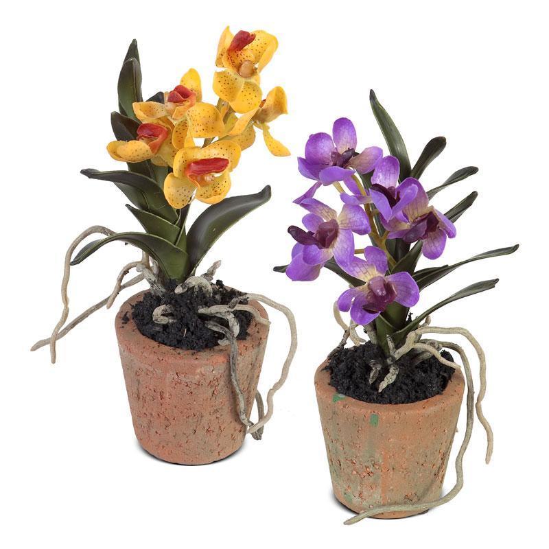 Mini Assorted Orchids - Florals & Greenery - The Well Appointed House