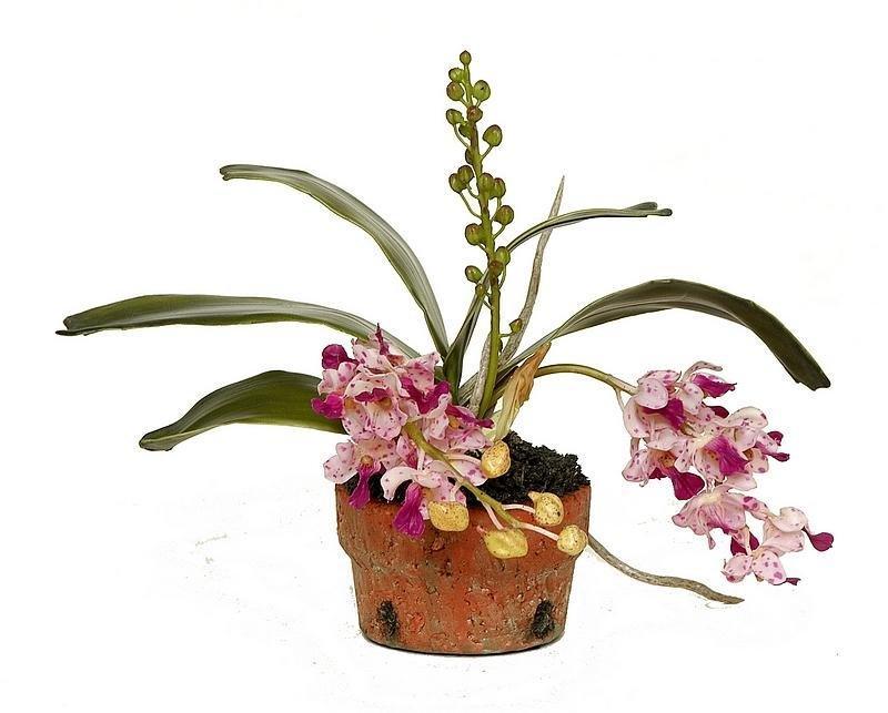 Mini Assorted Orchids - Florals & Greenery - The Well Appointed House