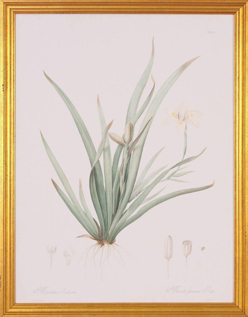 Moraea Botanical Lithograph Wall Art in Gold Wood Frame - Paintings - The Well Appointed House