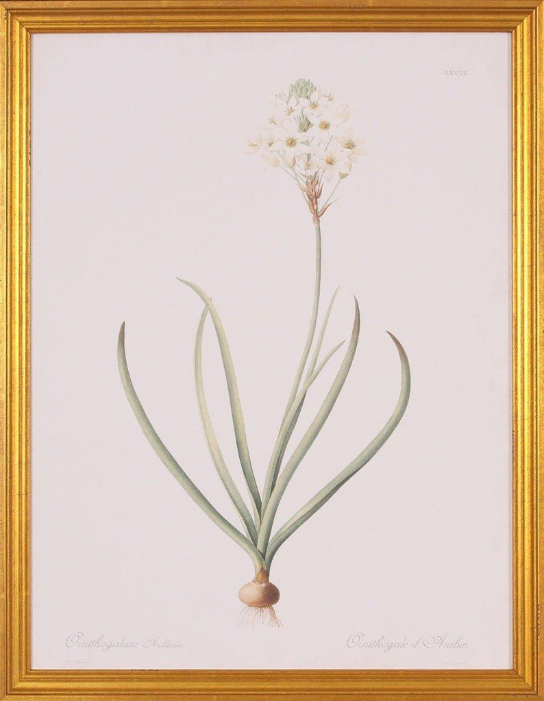 Ornithogalum Botanical Giclee Wall Art in Gold Wood Frame - Paintings - The Well Appointed House
