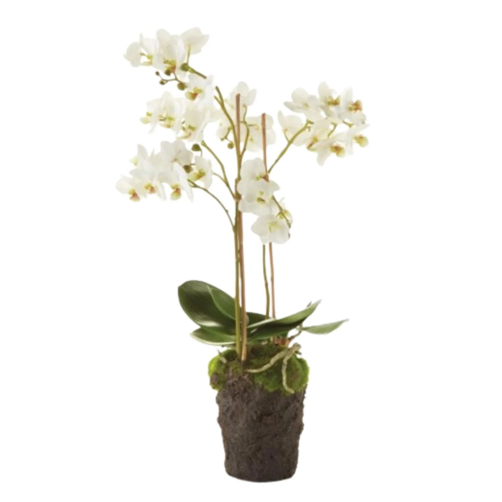 Phalaenopsis Faux Orchid Drop-In - Florals & Greenery - The Well Appointed House