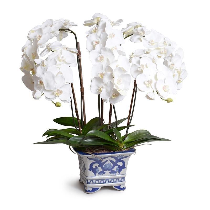 Phalaenopsis Orchid in White and Blue Square Ceramic Vase - Florals & Greenery - The Well Appointed House