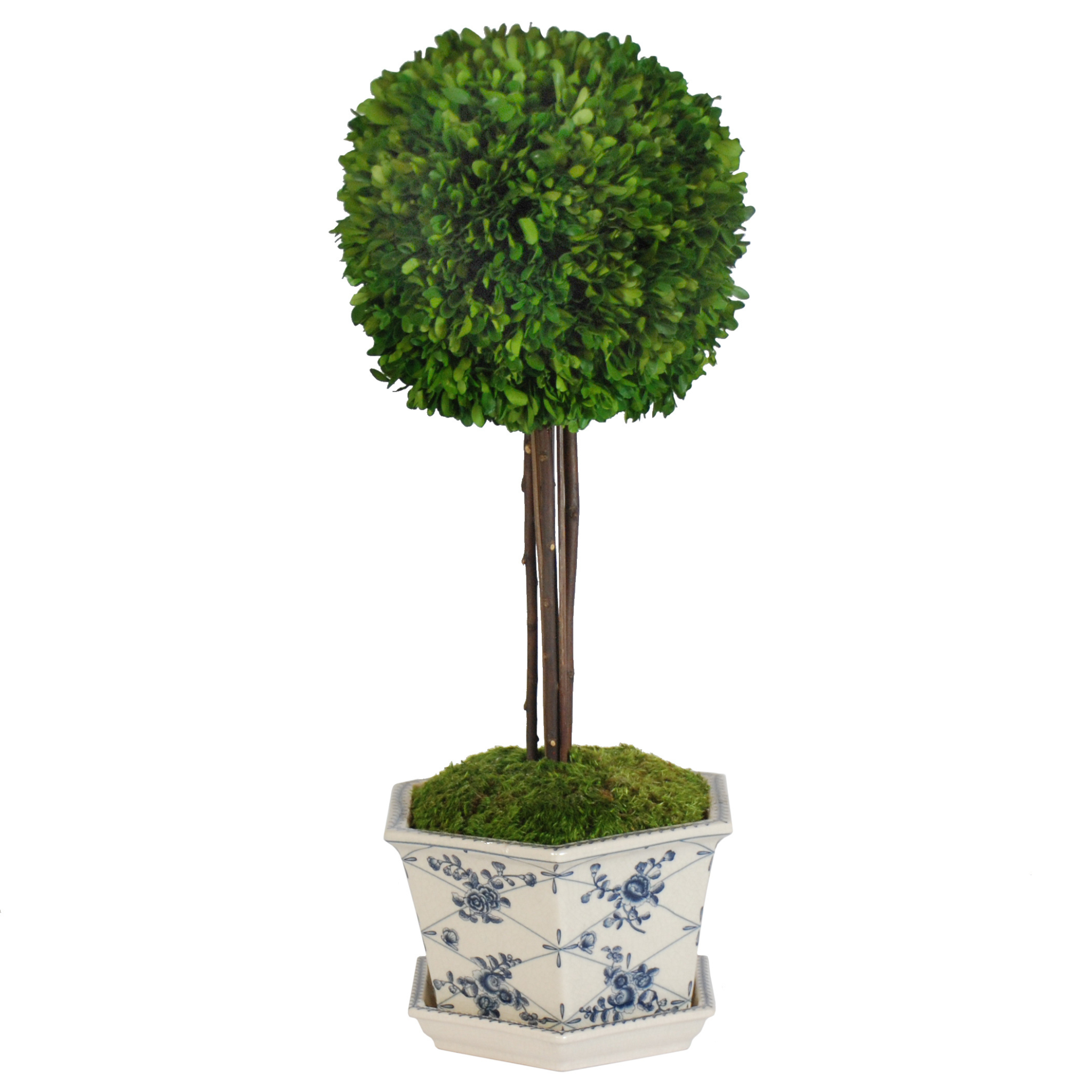 preserved-boxwood-ball-in-blue