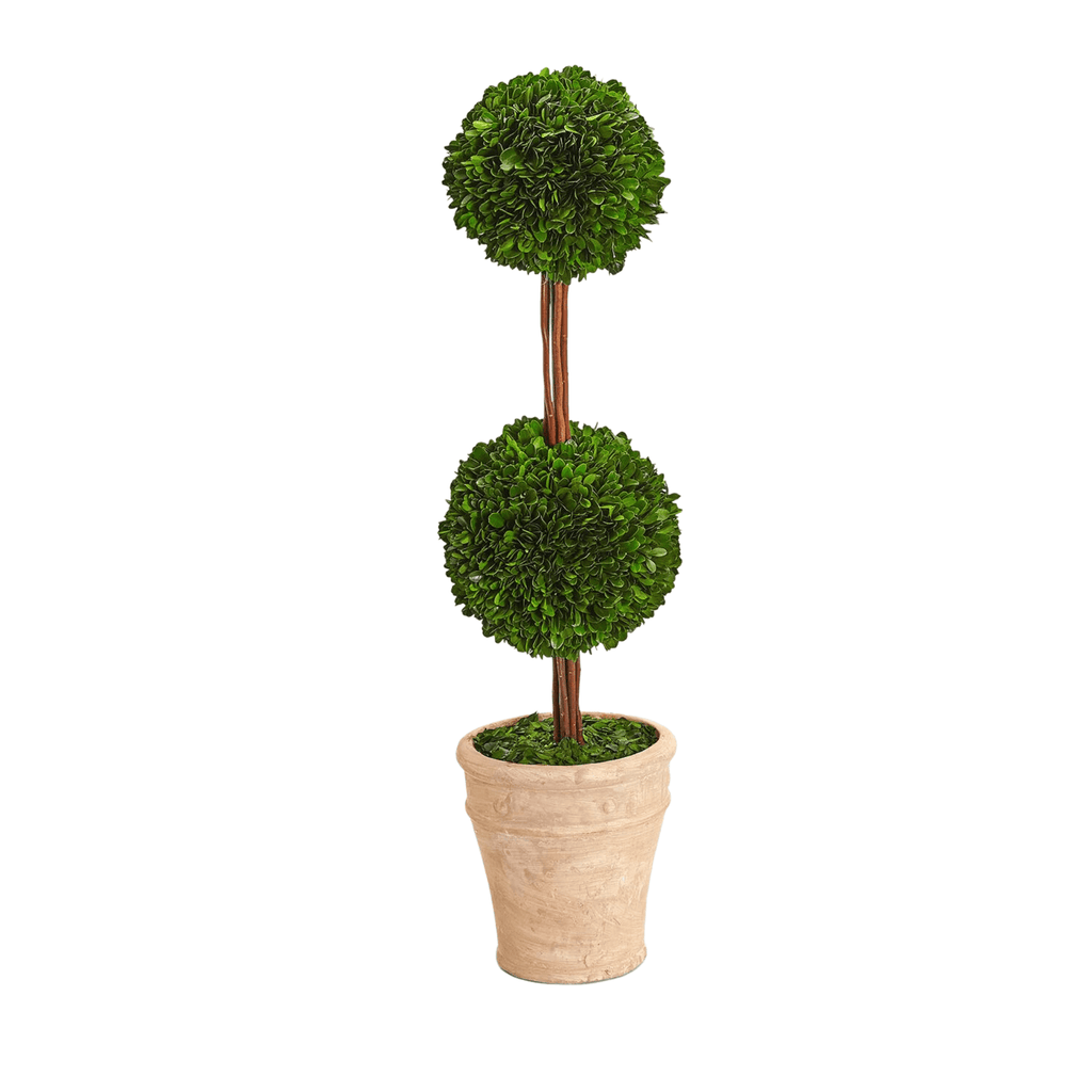 Preserved Boxwood Double Ball Topiary in Planter - Florals & Greenery - The Well Appointed House