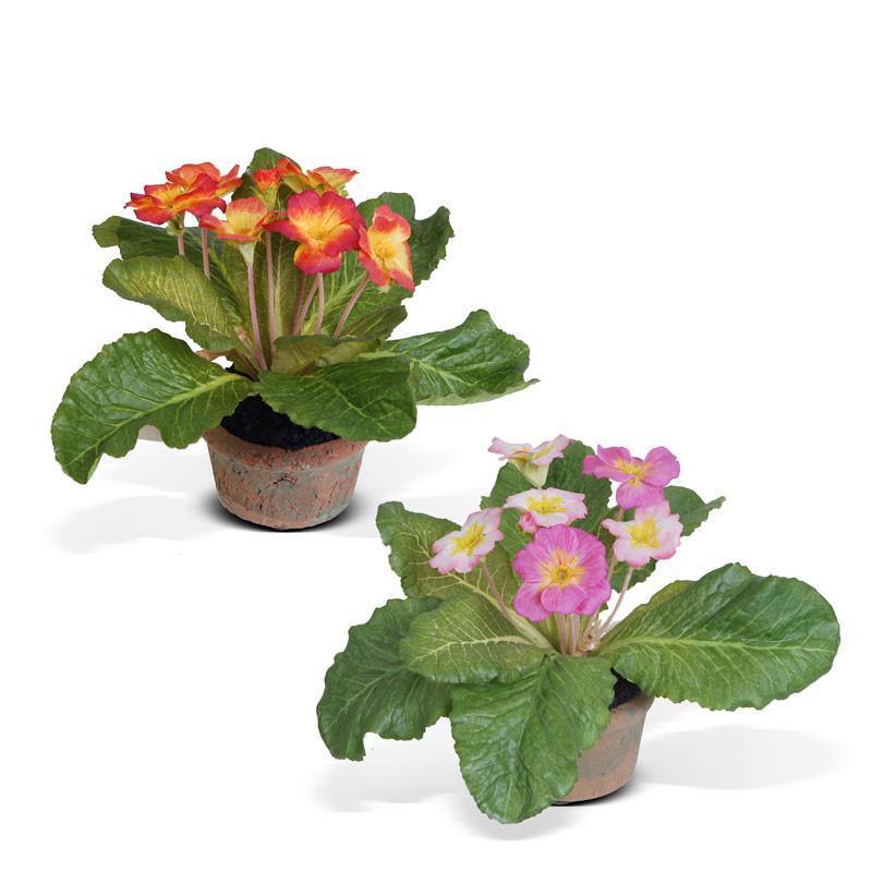 Primula in Mini Pot - Florals & Greenery - The Well Appointed House