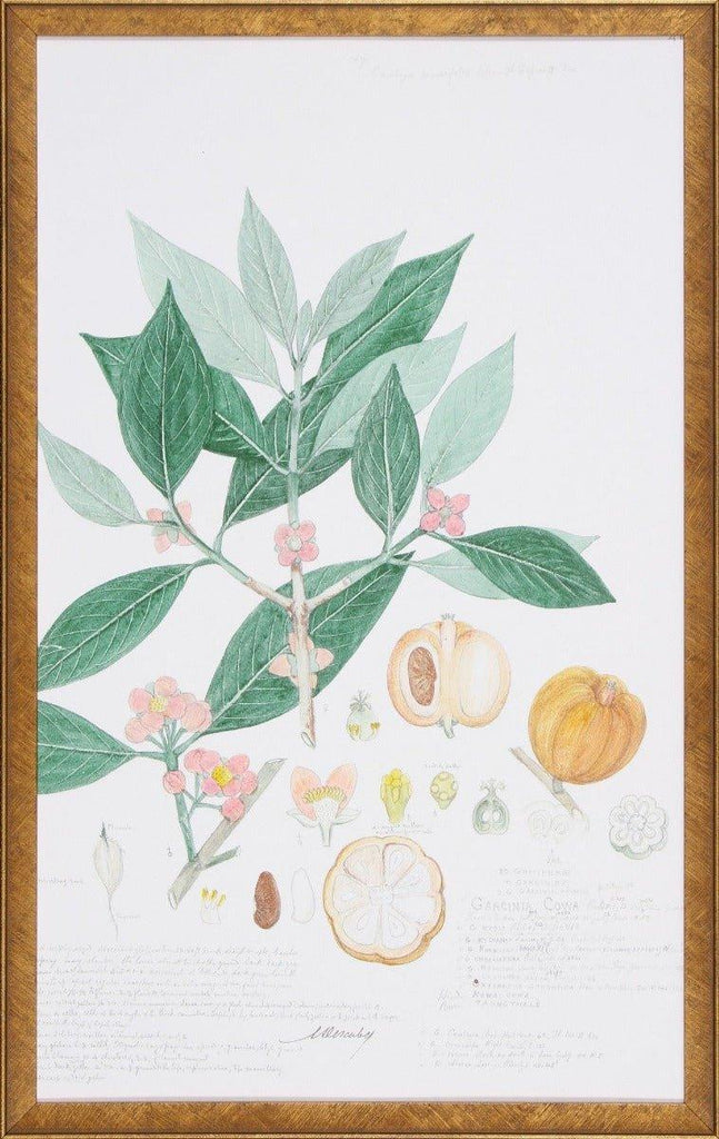 Pumpkins & Leaves Descubes Fruit III Botanical Lithograph Wall Art - Paintings - The Well Appointed House