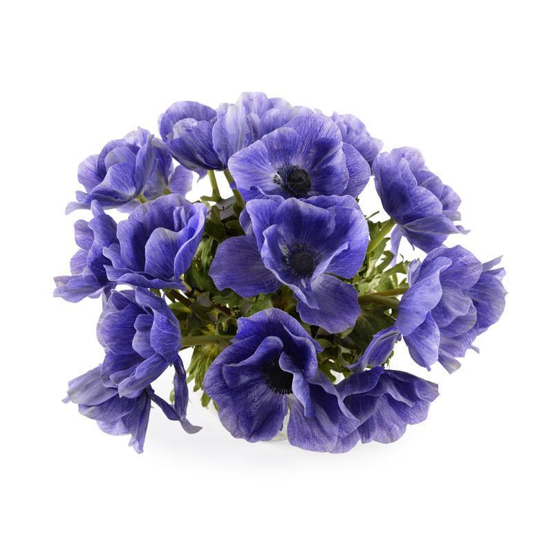 Purple Anemone Arrangement in Clear Glass Vase - Florals & Greenery - The Well Appointed House