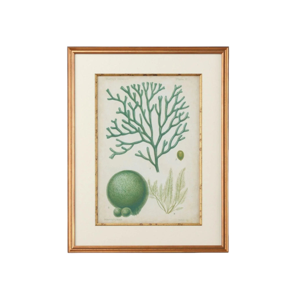 Seaweed Specimen In Green IV Giclee Print - Paintings - The Well Appointed House