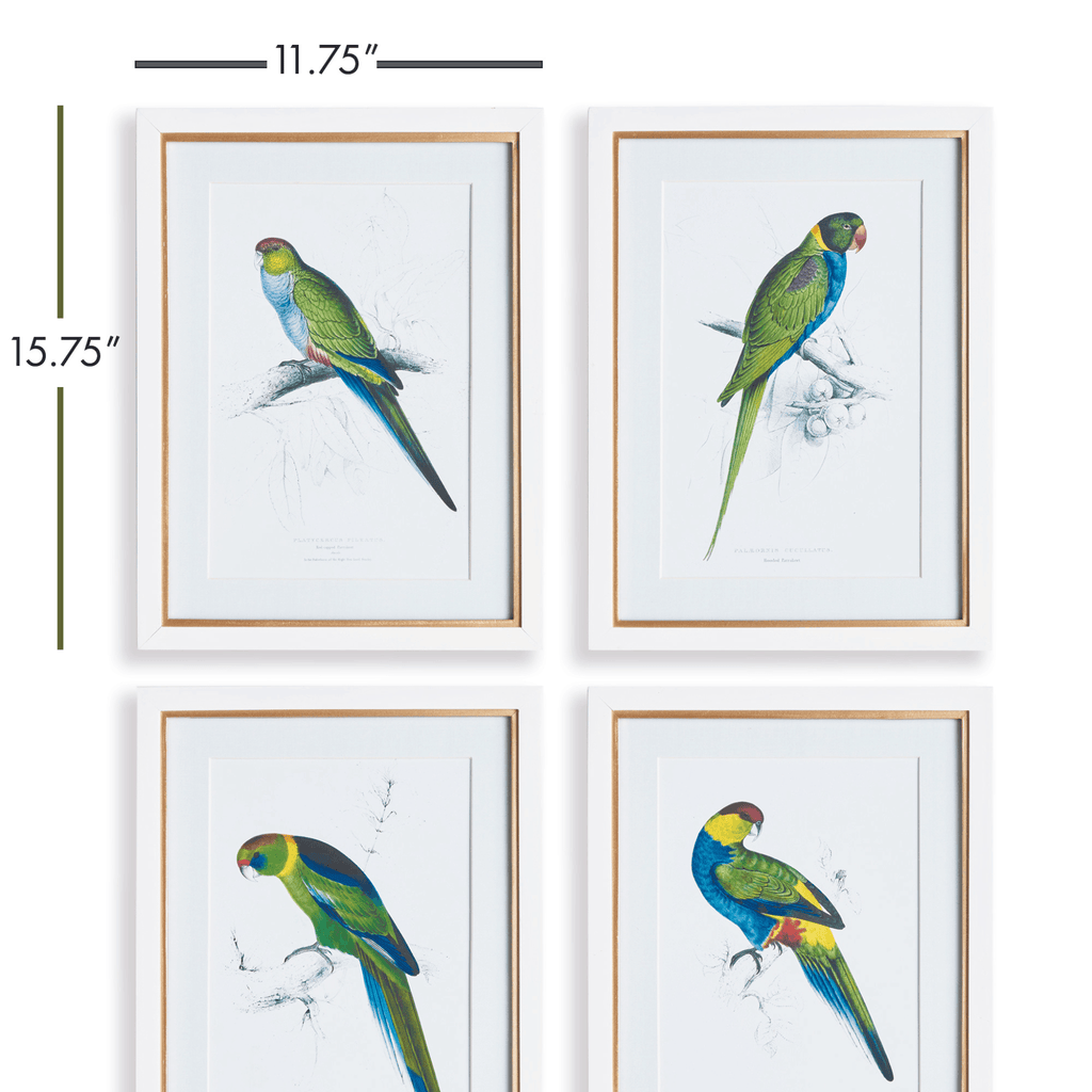 Set of 4 Colorful Parrot Framed Prints - Paintings - The Well Appointed House