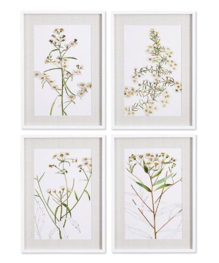 Set of 4 Framed Daisy Prints - Paintings - The Well Appointed House