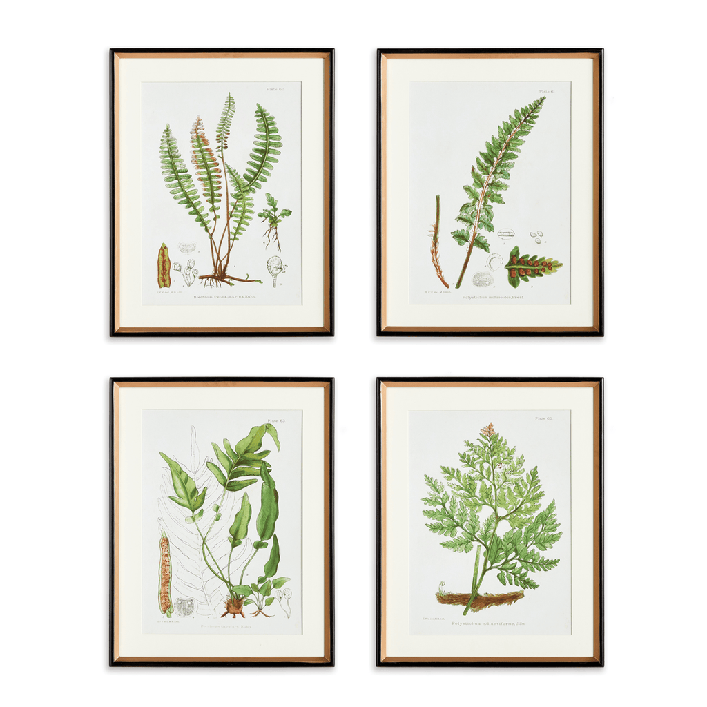 Set of 4 Structural Fern Study Framed Prints - Paintings - The Well Appointed House