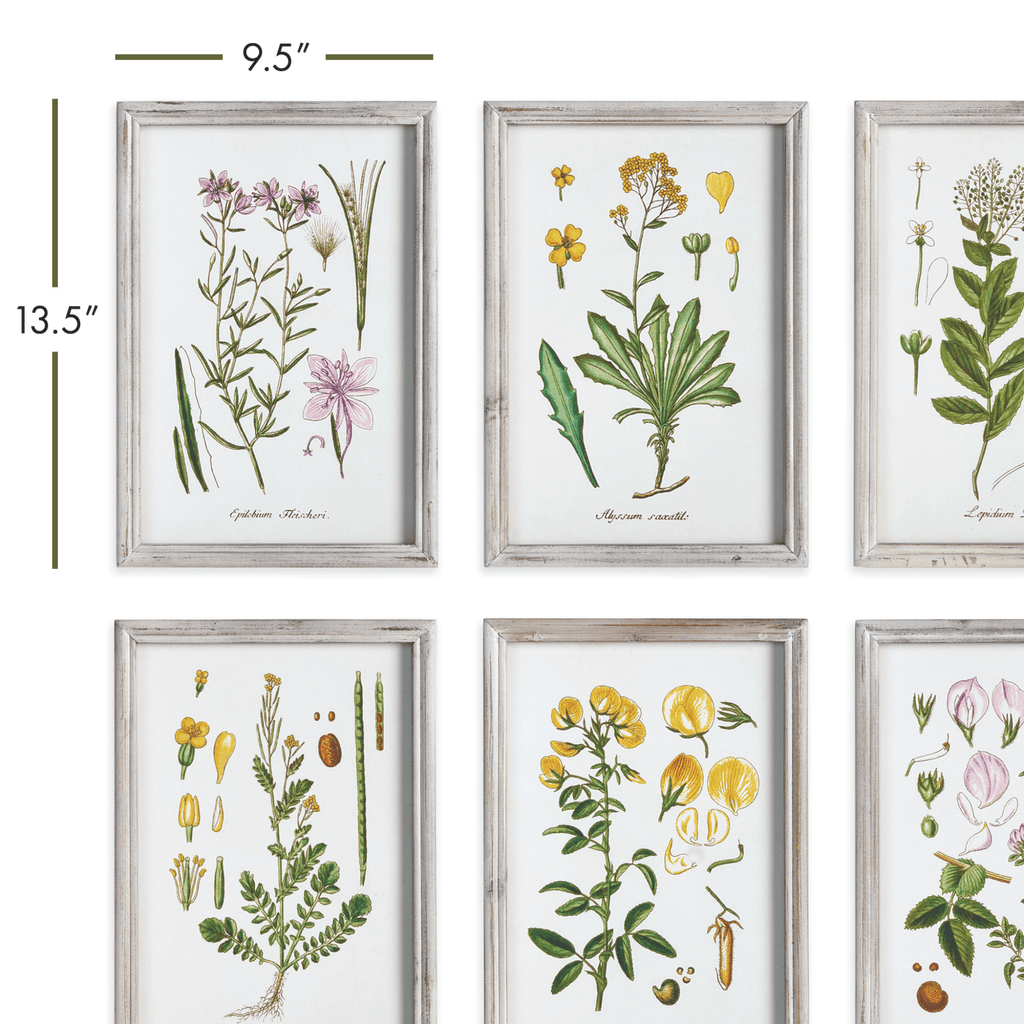 Set of 6 Botanical Study Perennial Framed Prints - Paintings - The Well Appointed House