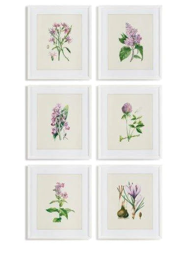 Set of 6 Flower Study Prints - Paintings - The Well Appointed House