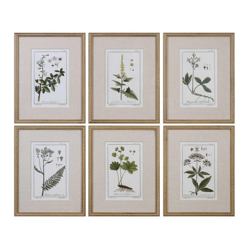 Set of 6 Green Floral Botanical Study Prints in Wooden Frame - Paintings - The Well Appointed House