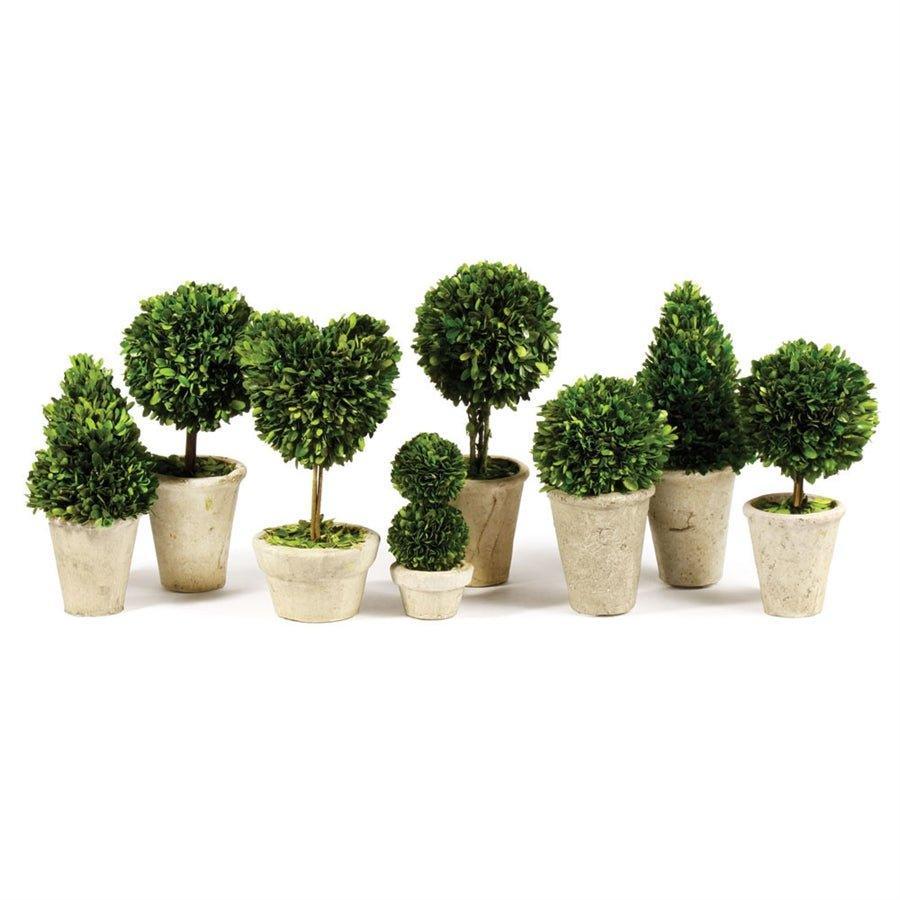 Set of 8 Boxwood Topiaries in Pots - Florals & Greenery - The Well Appointed House