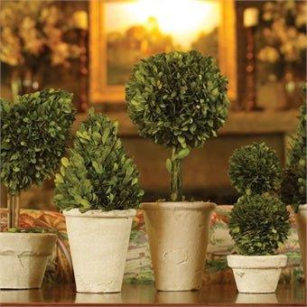 Set of 8 Boxwood Topiaries in Pots - Florals & Greenery - The Well Appointed House