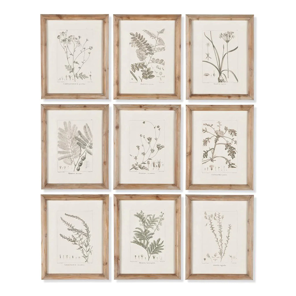 Set of 9 Botanical Framed Wall Art Illustrations - Paintings - The Well Appointed House