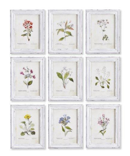 Set of 9 Framed Garden Meadow Study Prints - Paintings - The Well Appointed House