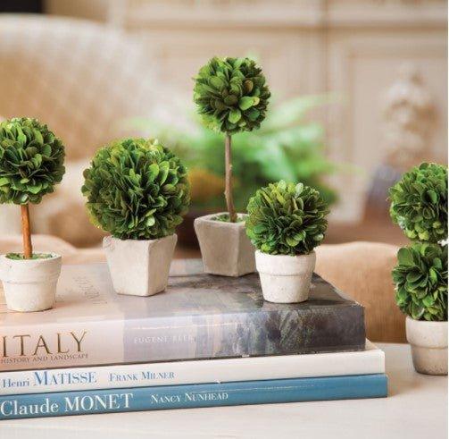 Set of Five Mini Boxwood Topiaries in Pots - Florals & Greenery - The Well Appointed House