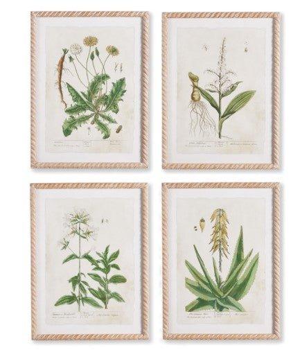 Set of Four Vintage Botanical Study Prints - Paintings - The Well Appointed House