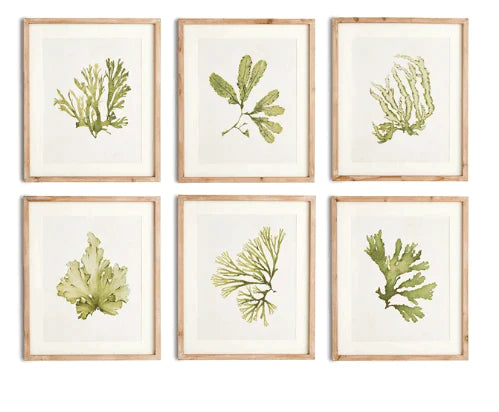 Set of Six Framed and Matted Kelp Prints - Paintings - The Well Appointed House