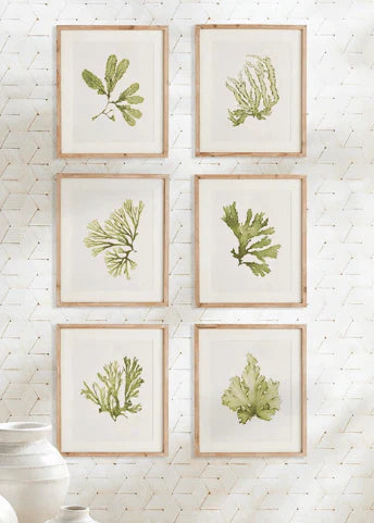 Set of Six Framed and Matted Kelp Prints - Paintings - The Well Appointed House